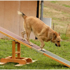 2008 SF Dittus 001 2008 SF Dittus 001