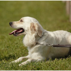 2008 SF Dittus 003 2008 SF Dittus 003