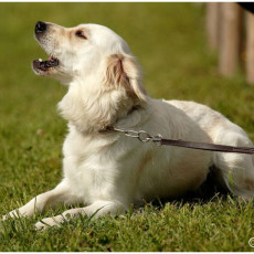 2008 SF Dittus 004 2008 SF Dittus 004