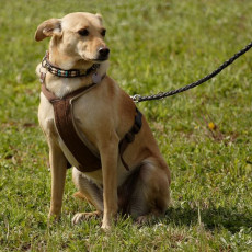 2008 SF Dittus 008 2008 SF Dittus 008