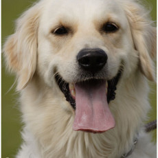 2008 SF Dittus 009 2008 SF Dittus 009