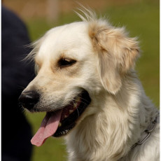 2008 SF Dittus 010 2008 SF Dittus 010