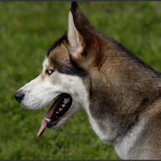 2008 SF Dittus 011 2008 SF Dittus 011