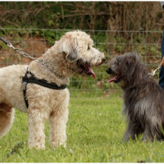 2008 SF Dittus 013 2008 SF Dittus 013