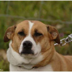 2008 SF Dittus 022 0 2008 SF Dittus 022 0