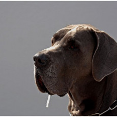 2008 SF Dittus 023 2008 SF Dittus 023