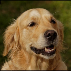 2008 SF Dittus 025 2008 SF Dittus 025