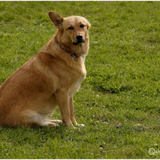 2008 SF Dittus 058 2008 SF Dittus 058