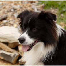 2008 SF Dittus 027 2008 SF Dittus 027