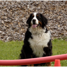 2008 SF Dittus 030 2008 SF Dittus 030