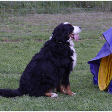 2008 SF Dittus 031 2008 SF Dittus 031