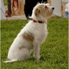 2008 SF Dittus 033 2008 SF Dittus 033