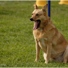 2008 SF Dittus 045 2008 SF Dittus 045