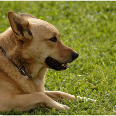 2008 SF Dittus 047 2008 SF Dittus 047