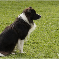 2008 SF Dittus 050 2008 SF Dittus 050