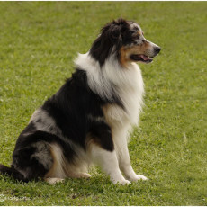 2008 SF Dittus 052 2008 SF Dittus 052