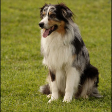 2008 SF Dittus 054 2008 SF Dittus 054