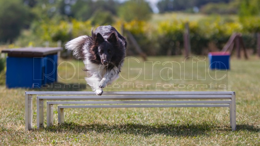 Jogis Hundeschule 032