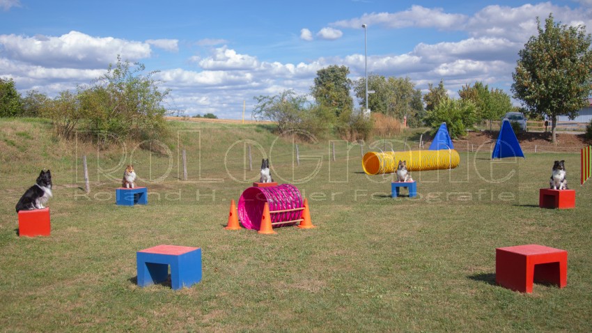 Jogis Hundeschule 045